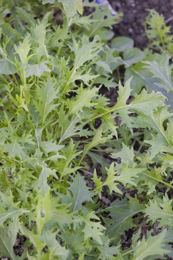 Mustard - Mizuna - Image 2