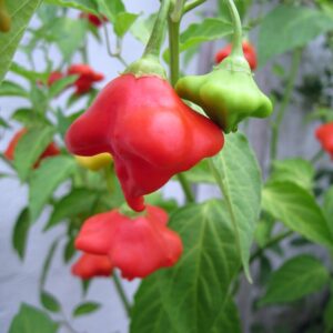 Pepper Hot - Bishops Crown