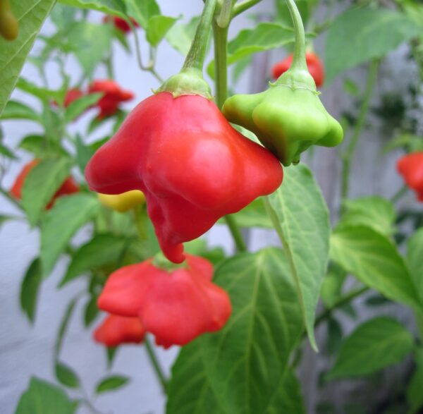 Pepper Hot - Bishops Crown