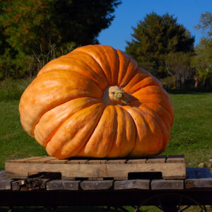 Pumpkin - Dills Atlantic Giant