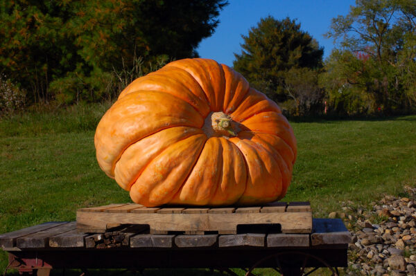 Pumpkin - Dills Atlantic Giant