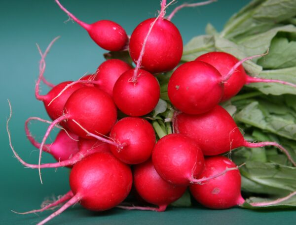 Radish - Cherry Belle