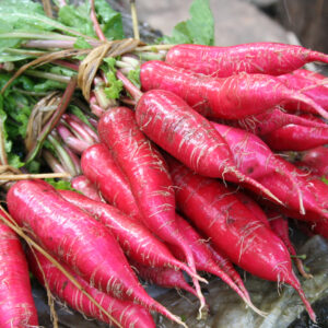 Radish - China Rose Winter