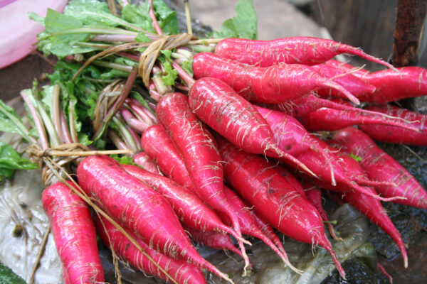 Radish - China Rose Winter