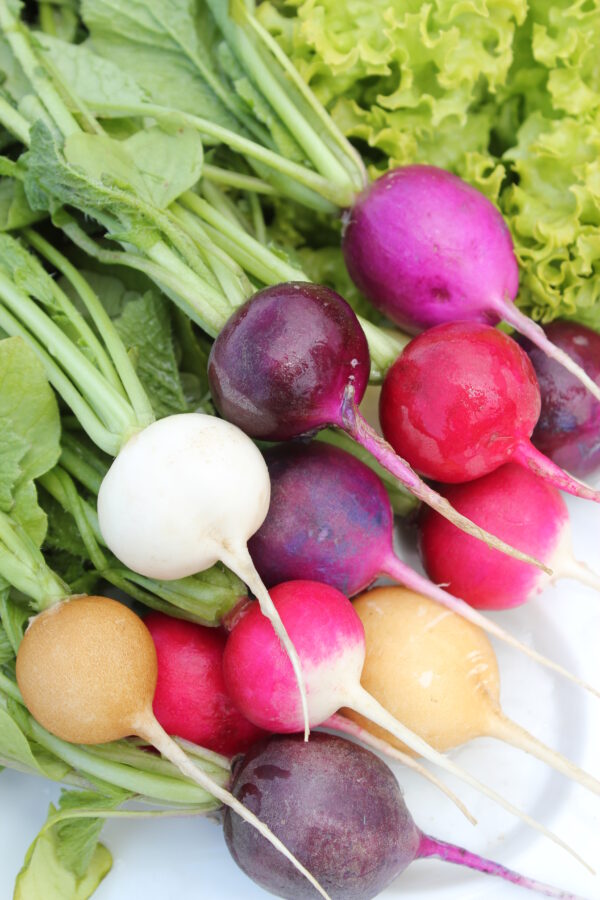 Radish - Mixed Coloured Easter Egg