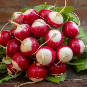 Radish - Globe Sparkler
