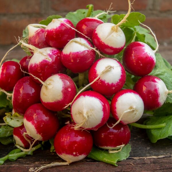 Radish - Globe Sparkler