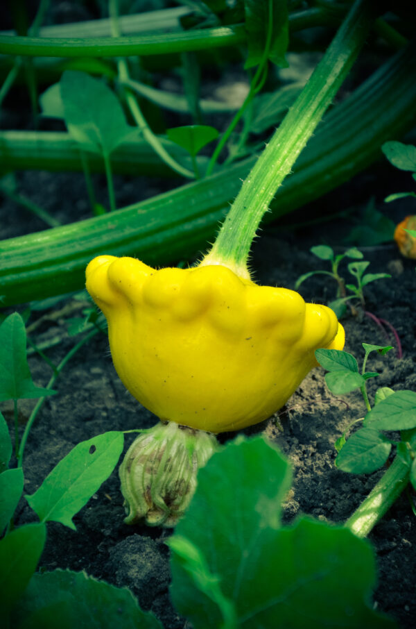 Squash - Early Yellow Bush Scallop Patty Pan - Image 2