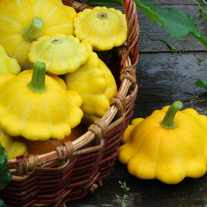 Squash - Early Yellow Bush Scallop Patty Pan