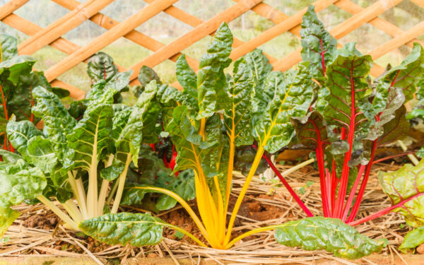 Swiss Chard - Rainbow Mix - Image 5