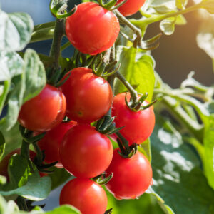 Tomato - Gartenperle