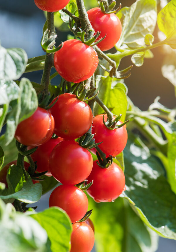 Tomato - Gartenperle
