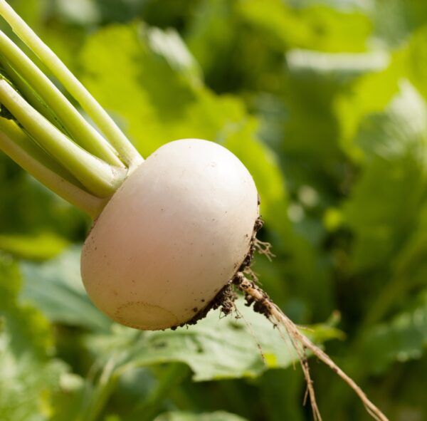 Turnip - Milan White - Image 2