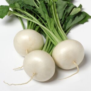 Turnip - Milan White