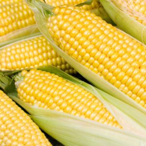 Sweetcorn - Earlibird F1
