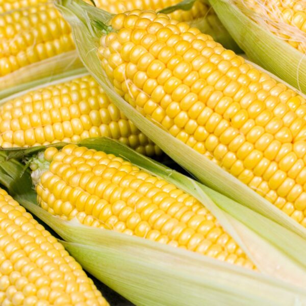 Sweetcorn - Earlibird F1