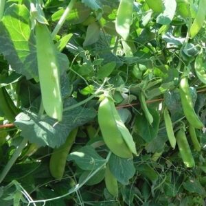 Pea - Mangetout Snow Pea Oregon Sugar Pod