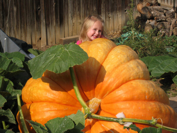 Pumpkin - Dills Atlantic Giant - Image 2