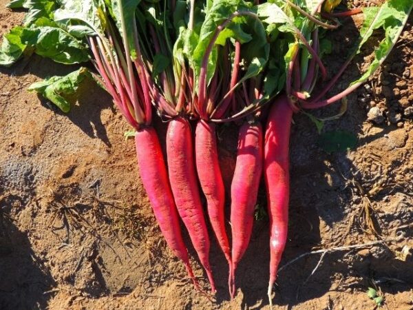 Radish China Rose Winter