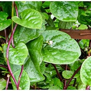 Spinach - RED Malabar