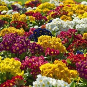 Polyanthus - Colossea Mix Mixed