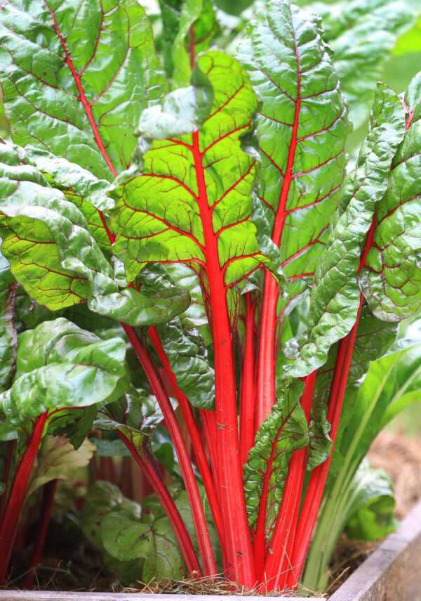 Organic Swiss Chard Rhubarb - Image 2
