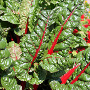 Organic Swiss Chard Rhubarb