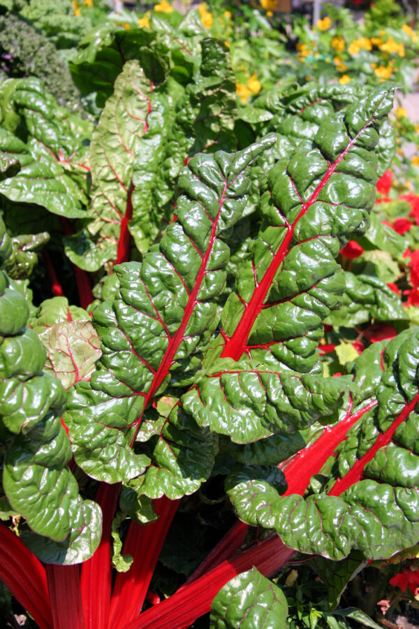 Organic Swiss Chard Rhubarb