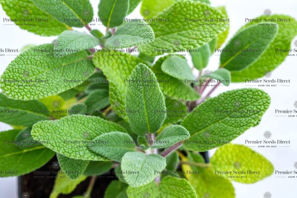 Herb - Sage Broad Leaved - Image 2