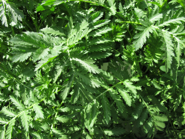 Herb -Tansy Tanacetum Vulgare - Image 2