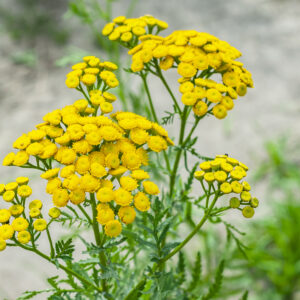 Herb -Tansy Tanacetum Vulgare