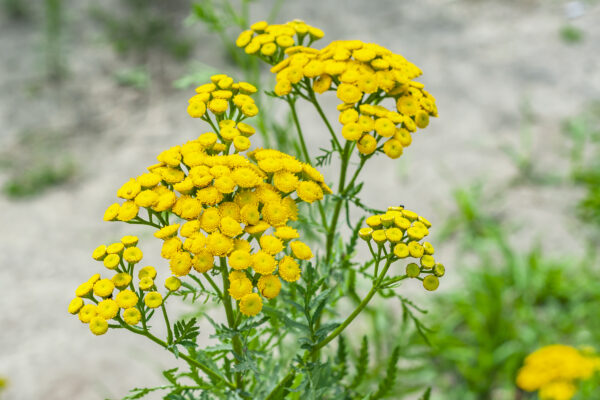Herb -Tansy Tanacetum Vulgare