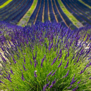 Lavender - Lavendula Angustifolia - Provence Blue F1