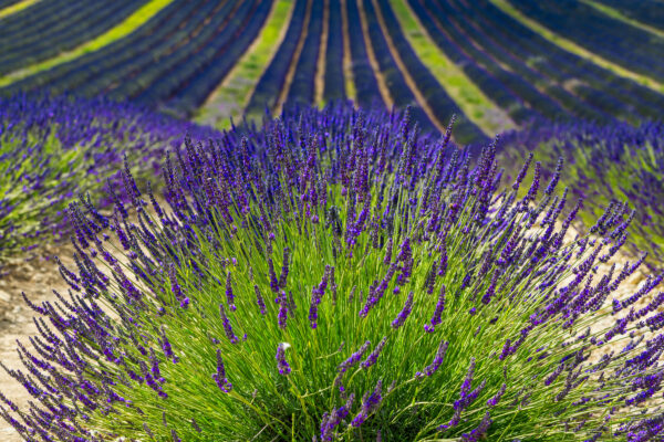 Lavender - Lavendula Angustifolia - Provence Blue F1