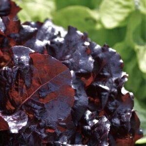 Lettuce - Dark Roden