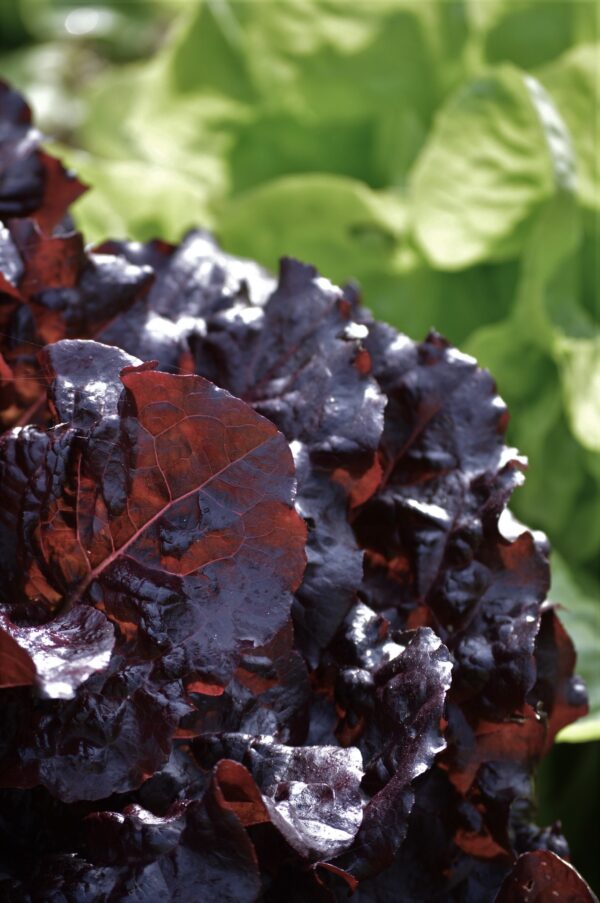 Lettuce - Dark Roden