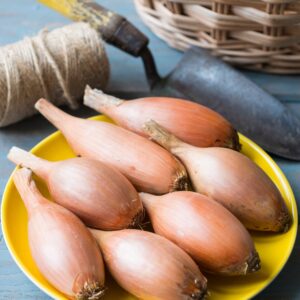 Onion - Elista