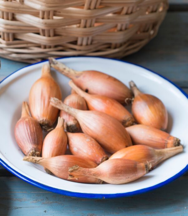 Onion - Elista - Image 2