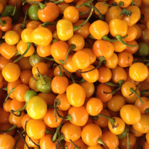 Pepper Hot - Orange Koral