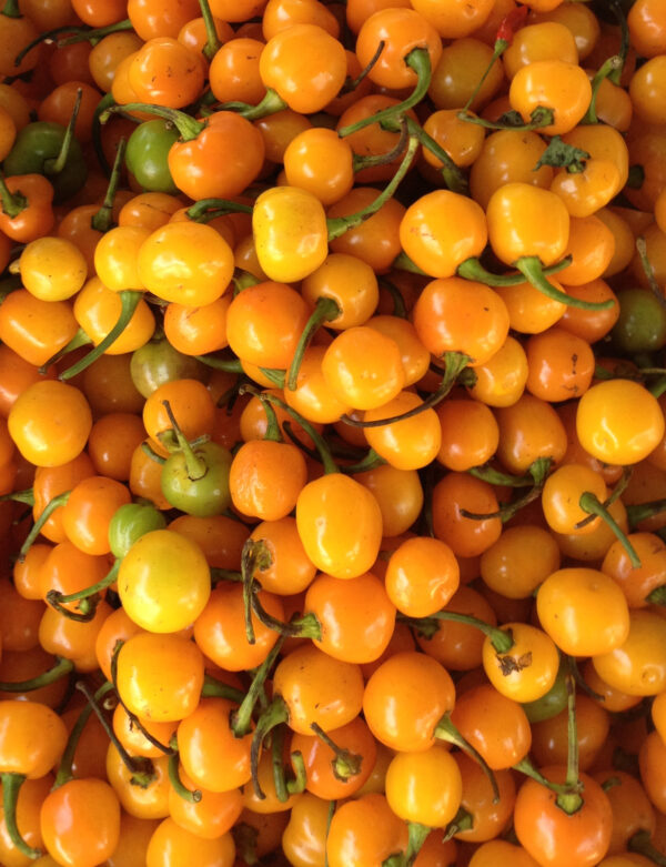Pepper Hot - Orange Koral