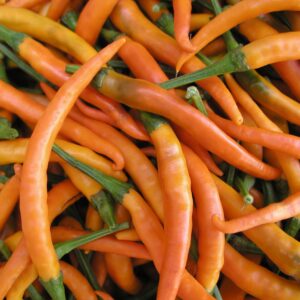 Pepper Hot Kilian