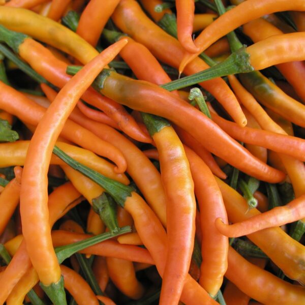 Pepper Hot Kilian