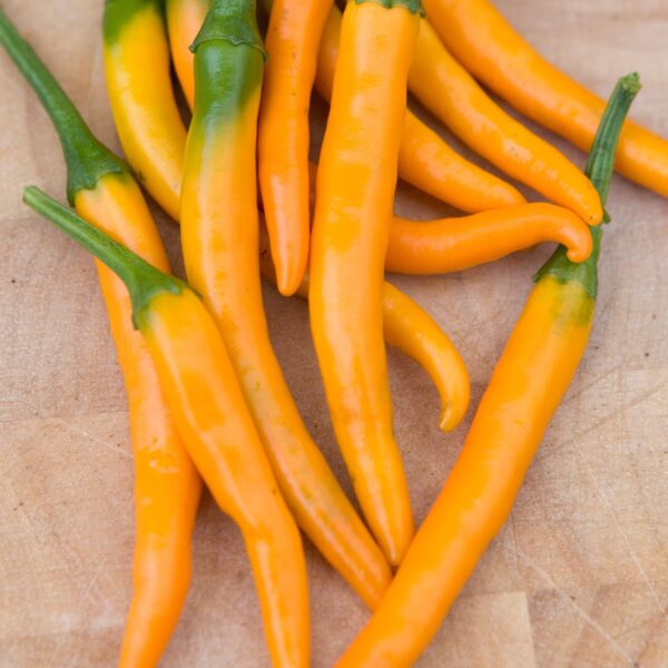 Pepper Hot Kilian - Image 2