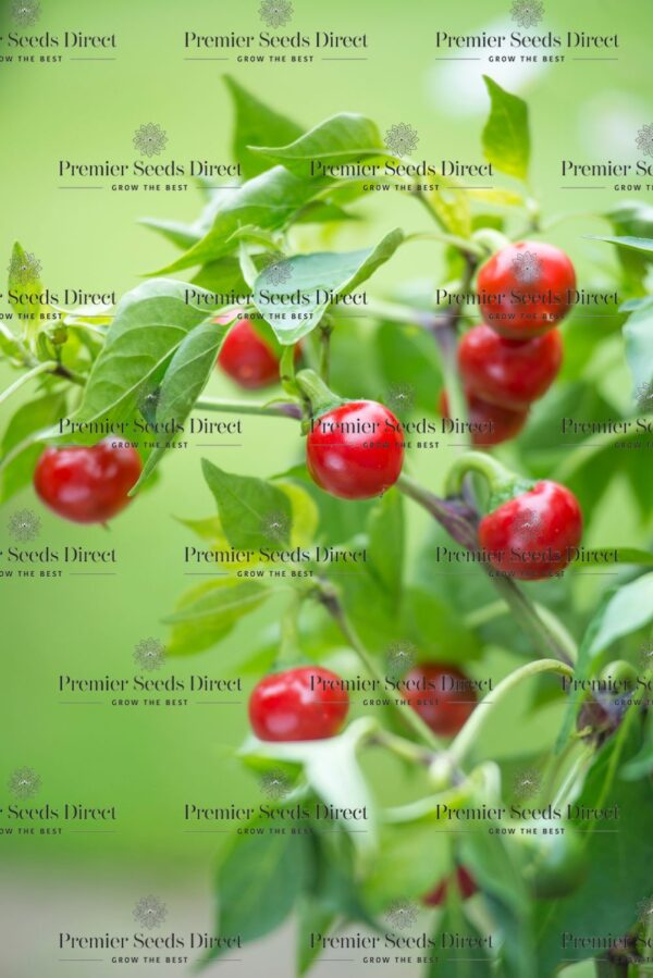 Pepper Hot - Orange Koral - Image 4