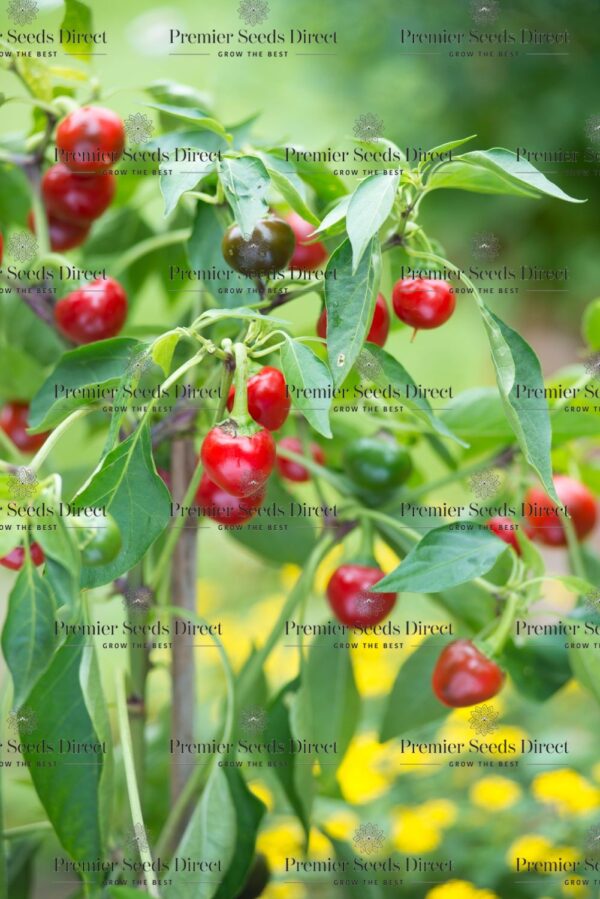 Pepper Hot - Orange Koral - Image 3