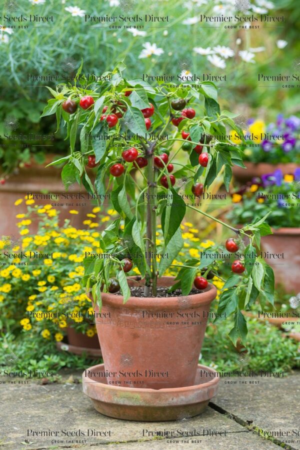 Pepper Hot - Orange Koral - Image 2