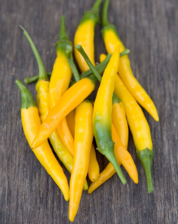 Pepper Hot - Kristian