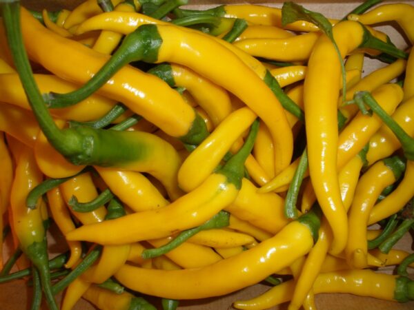 Pepper Hot - Kristian - Image 3
