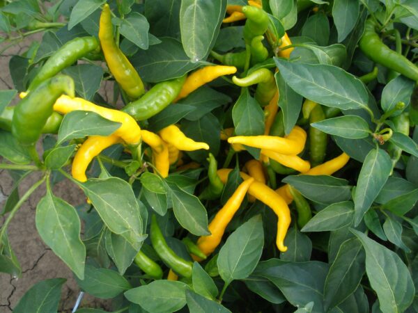 Pepper Hot - Kristian - Image 2
