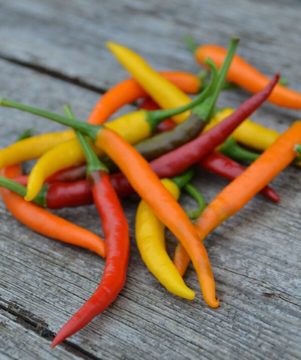 Pepper Hot - Kristian - Image 4